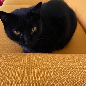 Meet your Posher, Isabelle